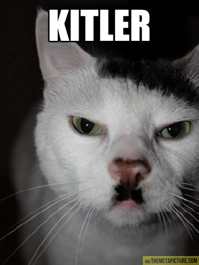 funny-cat-mustache-Hitler-mad