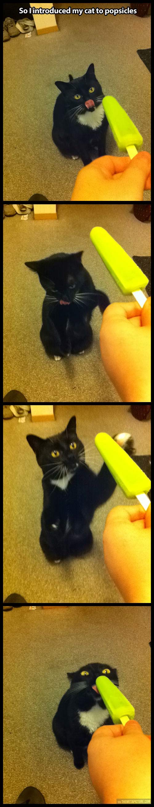 Introduced my cat to popsicles…