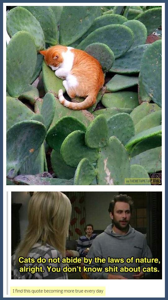 funny-cat-sleeping-cactus