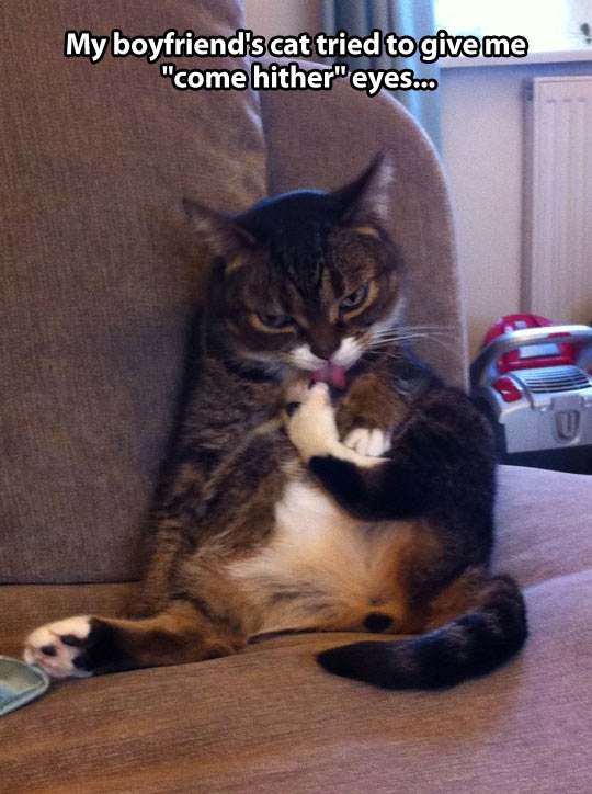 funny-cat-sofa-leg-eyes