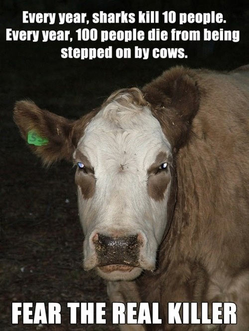 Crazy cow...