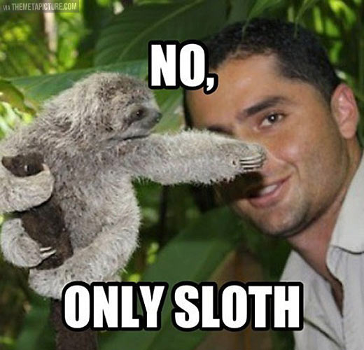 funny-cute-sloth-only-guy-photo