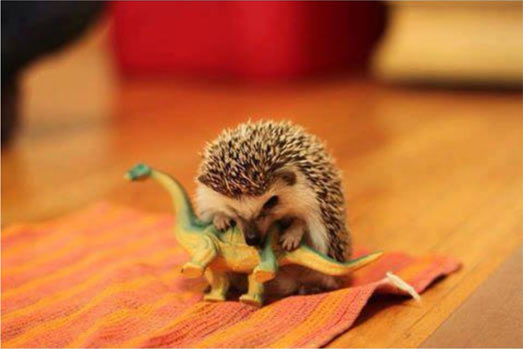 Reenactment of how the dinosaurs became extinct…