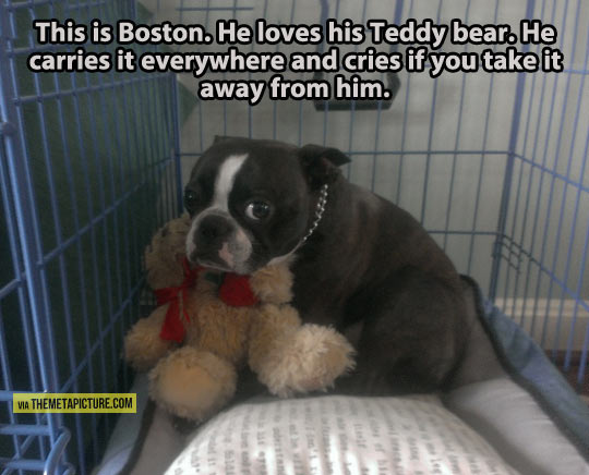 Boston and his teddy bear…