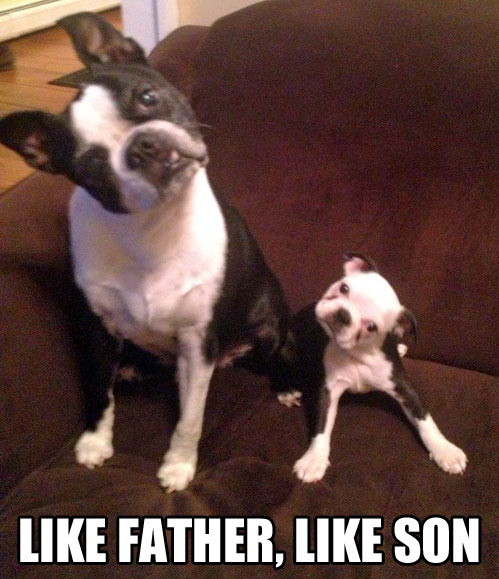 funny-dog-father-son-head