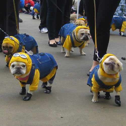 French Bulldog Minions…