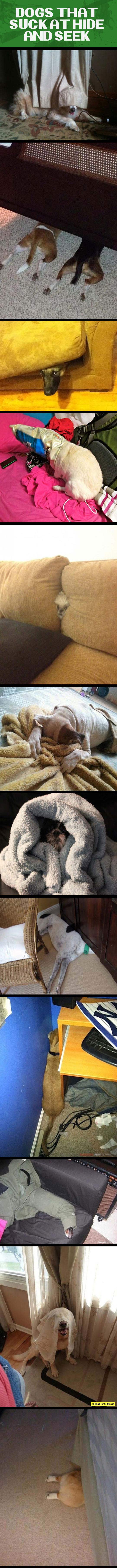 Dogs that are really bad at hide and seek...