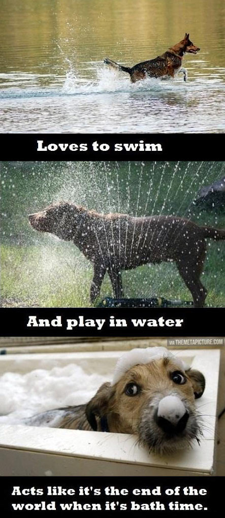 Dog water logic…