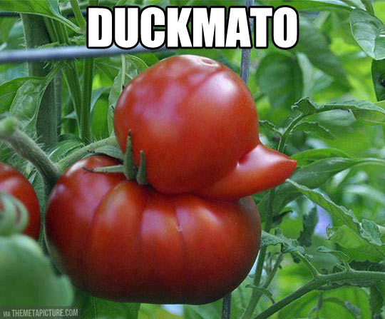 funny-duck-tomato-shape