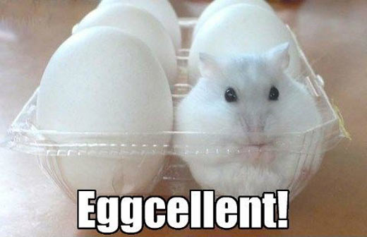 Eggcellent…