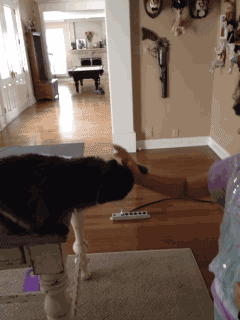 Cat teaching a human how to stroke...