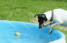 funny-gif-dog-pool-ball