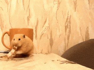 funny-gif-hamster-cat-no-sharing