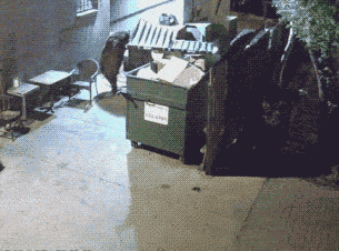 Hungry Bear steals a dumpster from a restaurant in Colorado...