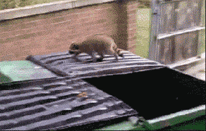 When raccoons miscalculate their jumping abilities...