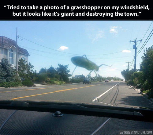 There’s a grasshopper destroying my town…