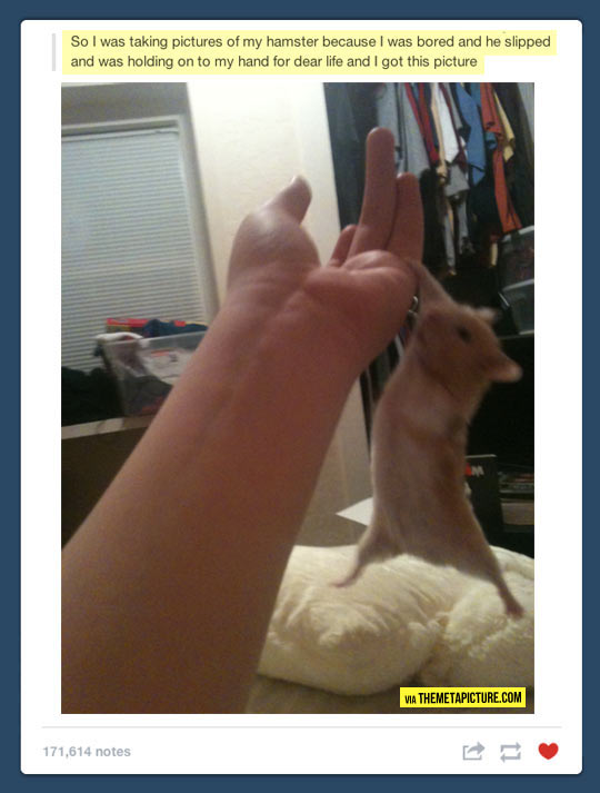 funny-hamster-pic-hand
