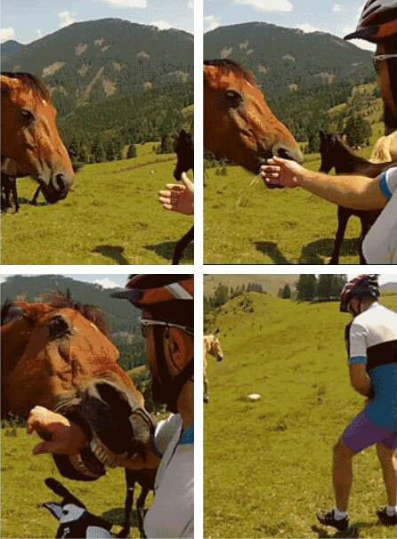 funny-horse-bite-guy-hand