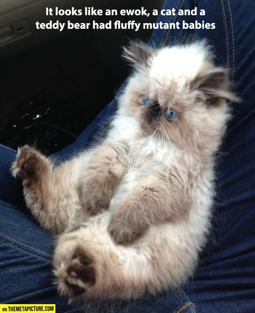 A very rare and fluffy mix…