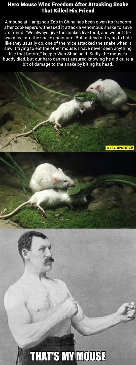 funny-little-mouse-brave-bite-snake
