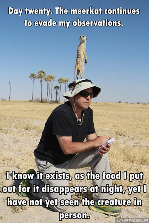 That elusive meerkat…