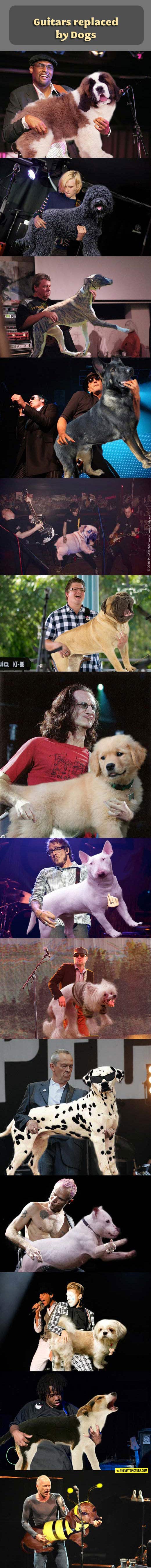 Guitars replaced by dogs…