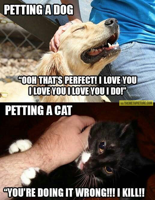Petting a dog vs. petting a cat…