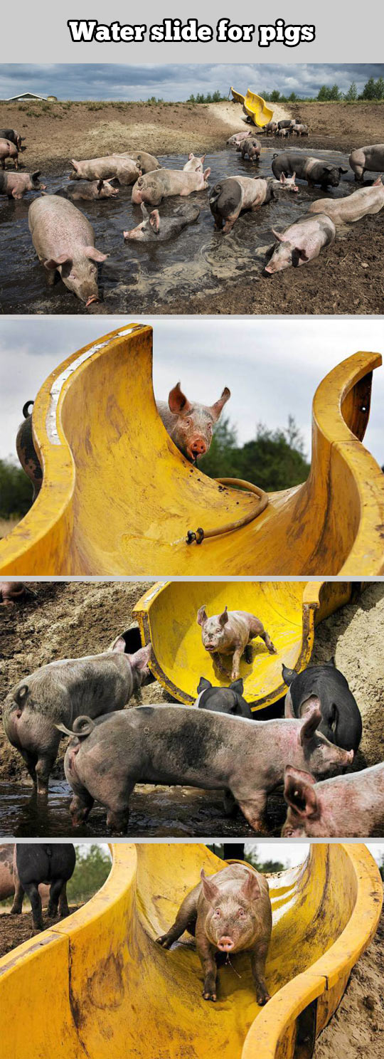 A water slide for pigs…