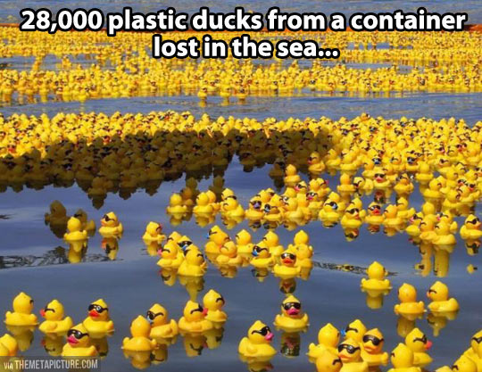funny-plastic-duck-lost-water
