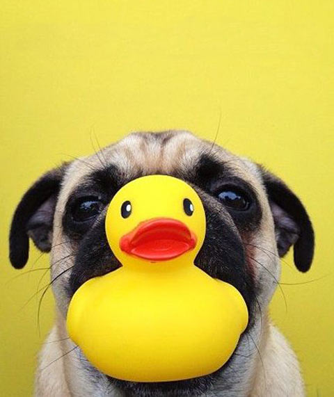 Duckling pug…
