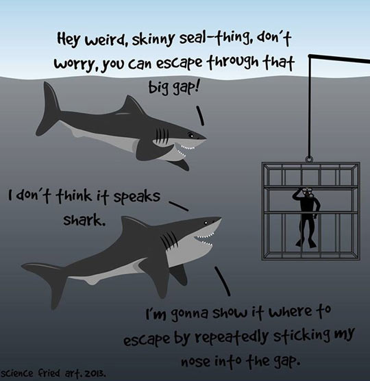 Sharks are nice guys…