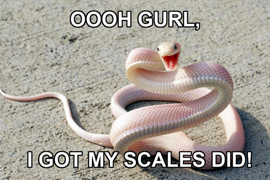 Sassy snake…
