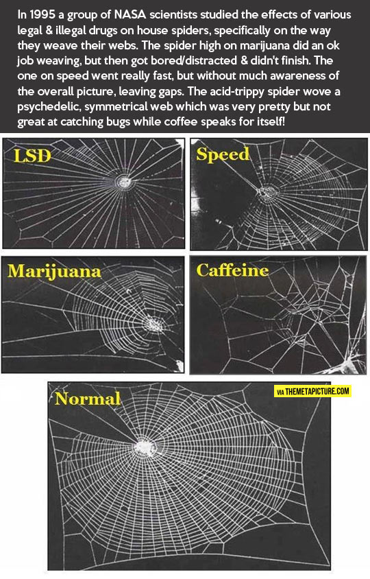 Spiders out of control…