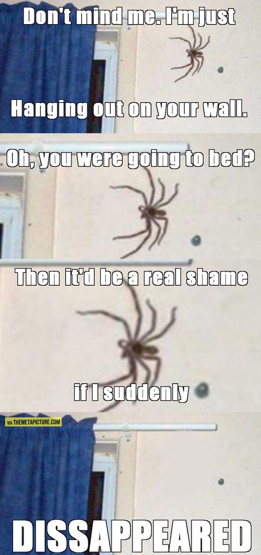 Every spider ever…