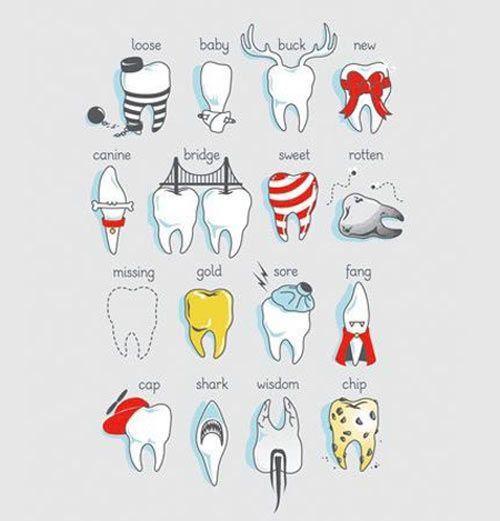 Types of teeth…