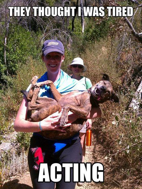 funny-tired-acting-dog-carrying