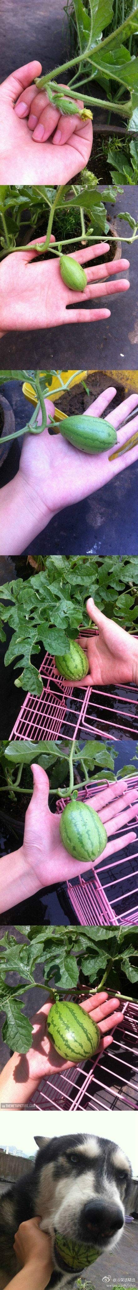 Trying to grow watermelons, when suddenly…