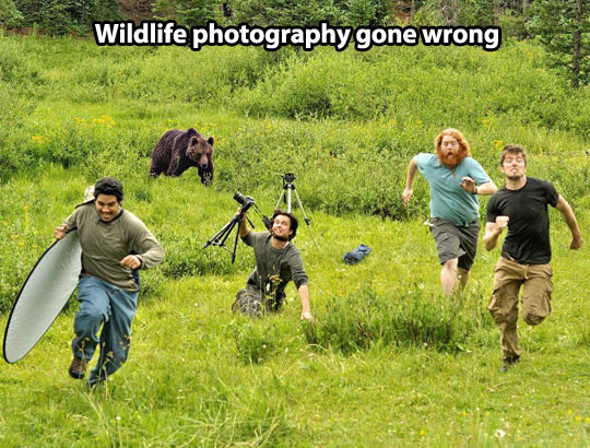 When wildlife photography goes wrong…