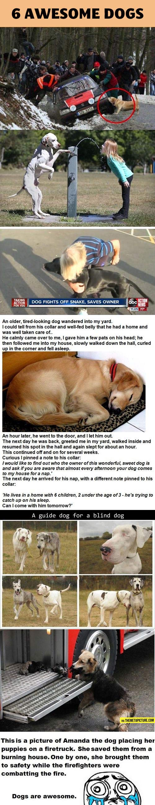 cool-dogs-helping-car-kid