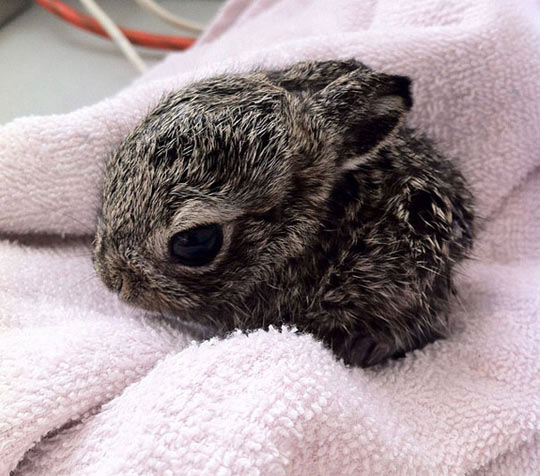 Baby bunny…