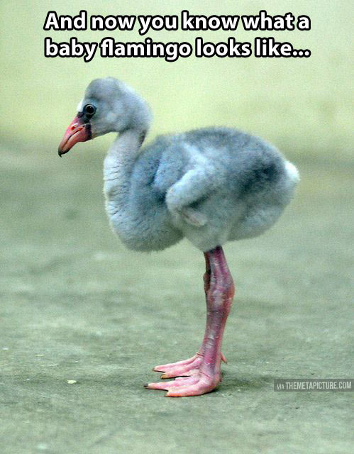 Baby flamingo…