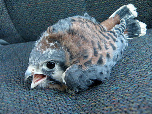 Just a baby hawk…