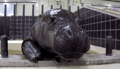 The Internet needs more tiny baby hippos…