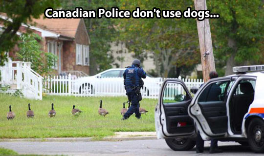 funny-Canadian-police-geese