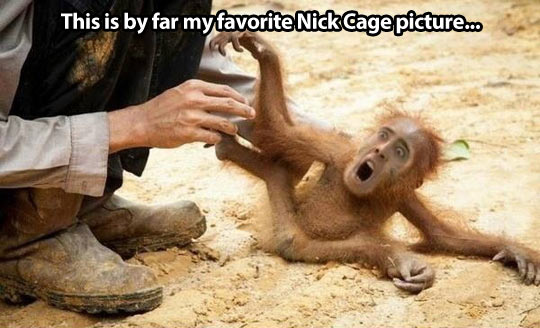funny-Nick-Cage-monkey-screaming