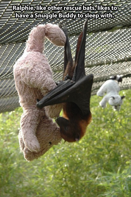 funny-Teddy-bear-bat-love