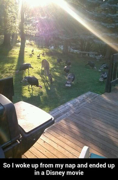 funny-animals-yard-Disney-movie