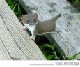 Tiny baby stoat