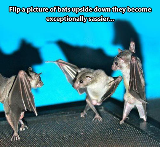 Swag bats…