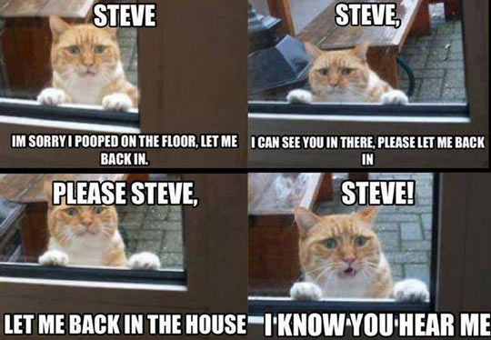 Steve’s cat…